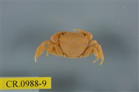 藏品(平背蜞)的圖片